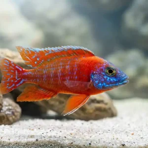 Must-Have Kaiserbuntbarsch Red Rubin (Aulonocara rubescens)